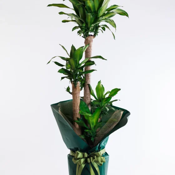 背丈のある大型の観葉植物