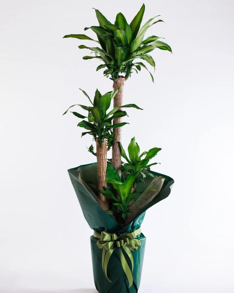 背丈のある大型の観葉植物
